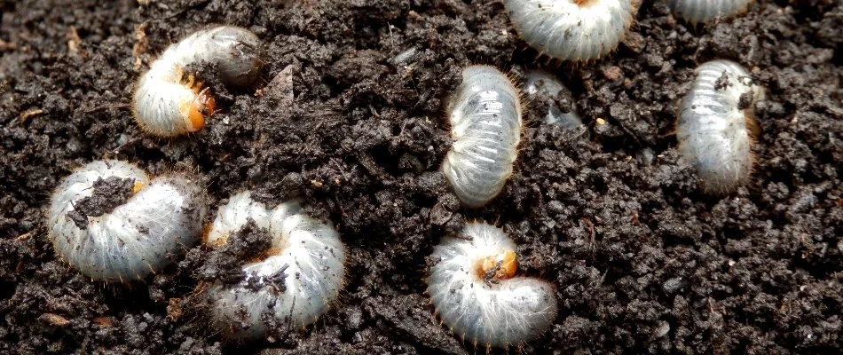 Soil in Huron, OH, with several grubs.