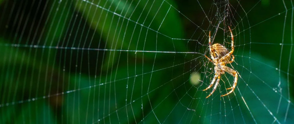 Spider and its web in Bay Village, OH.