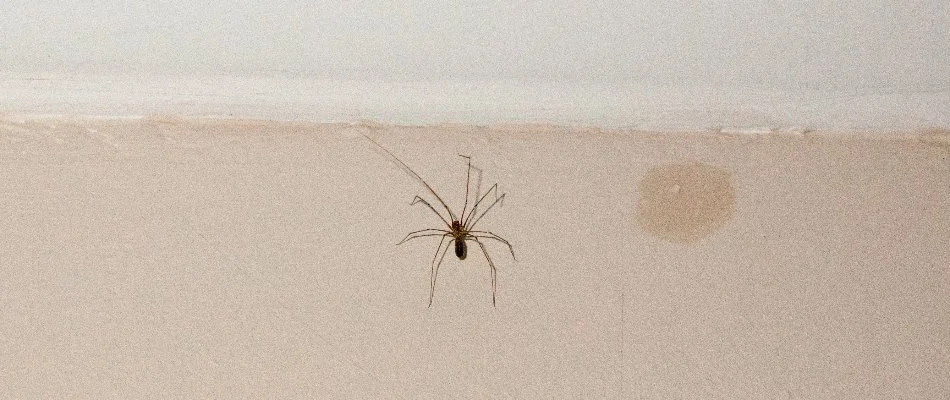 Spider on a wall in Westlake, OH.