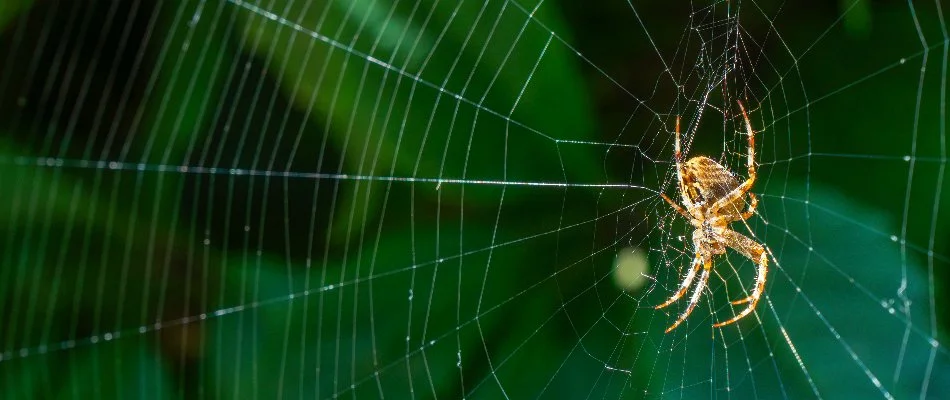 Spiders on its web in Danbury Township, OH.