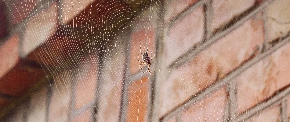 Spider outside a house in Huron, OH.