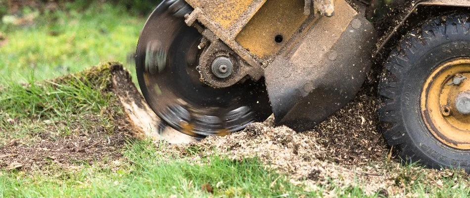 Stump grinder grinding down a tree stump in Huron, OH.