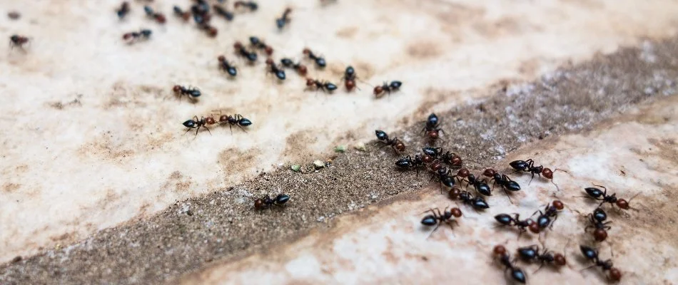 Trail of ants in Put-in-Bay, OH.