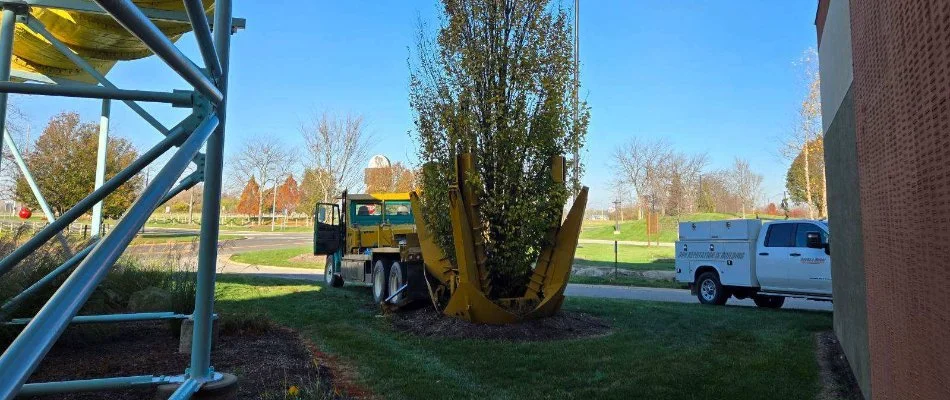 Tree in Erie County, OH, being transplanted by a yellow machine.