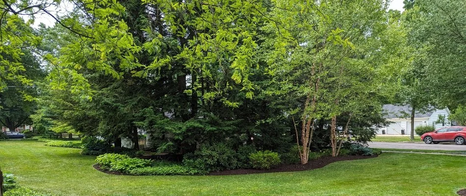 Trees and shrubs on a lawn in Danbury Township, OH.