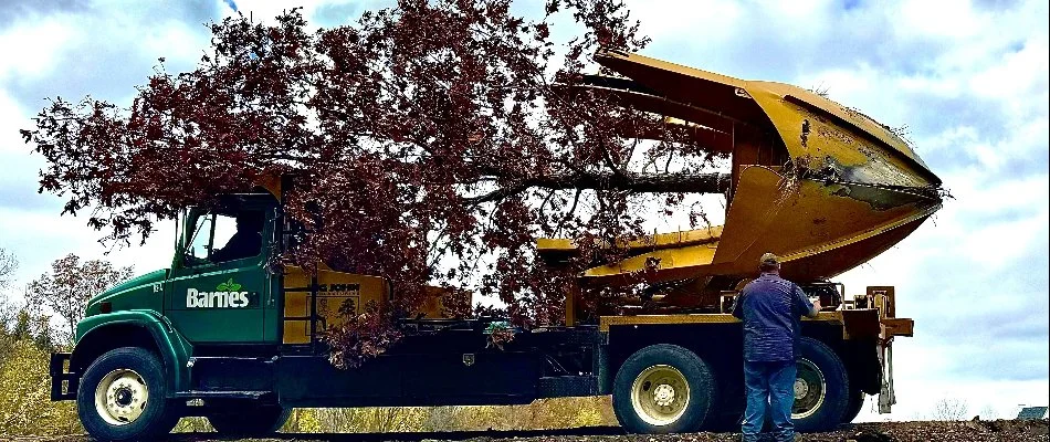 Truck in Kelleys Island, OH, carrying a tree for transplanting.